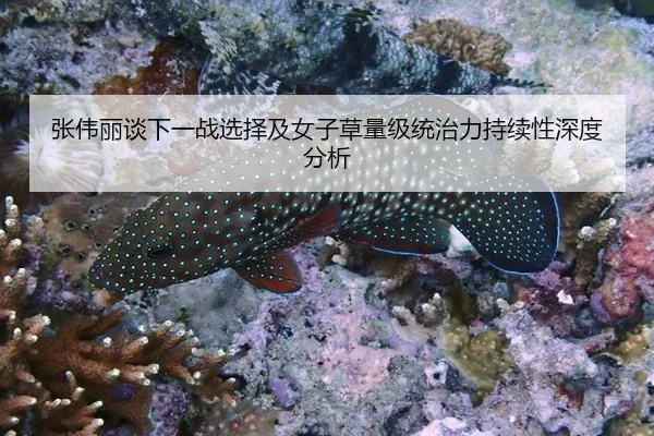 张伟丽谈下一战选择及女子草量级统治力持续性深度分析
